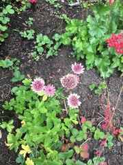 Astrantia major