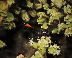 Ammophila heydeni