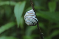 Caucasotachea vindobonensis