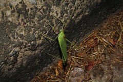 Acrometopa servillea