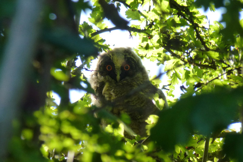 Hibou moyen-duc, jeune