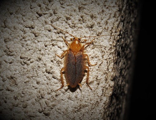 Amber Wood Cockroach, photo 3 of 7