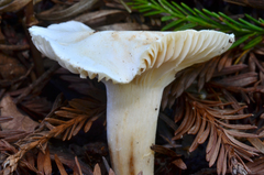 Hygrocybe pratensis image