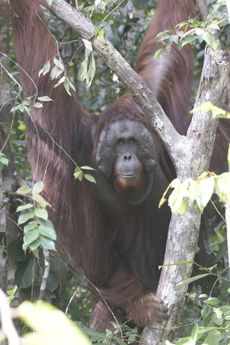 Bornean orangutan
