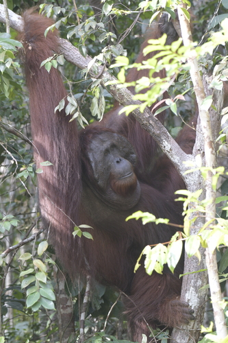 Bornean orangutan