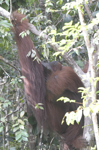 Bornean orangutan
