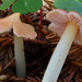 Pink Waxcap - Photo (c) Christian Schwarz, some rights reserved (CC BY-NC), uploaded by Christian Schwarz
