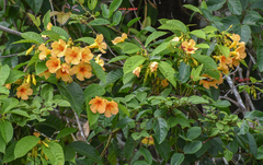 Odontadenia semidigyna, photograph Whaldener Endo, CC0, iNaturalist via GBIF