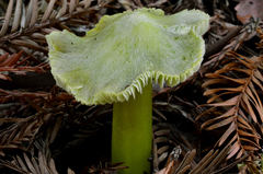 Hygrocybe virescens image