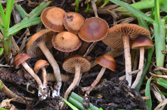 Psilocybe inquilina image