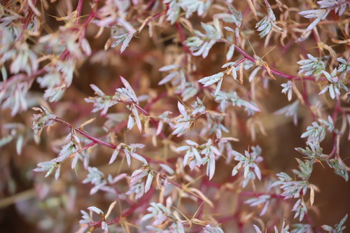 Sclerolaena intricata, 2024-07-07