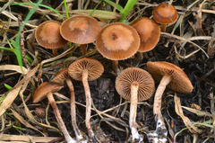 Psilocybe inquilina image