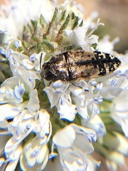 Acmaeoderini