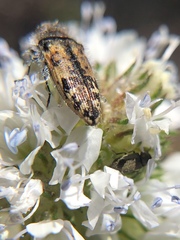 Acmaeoderini