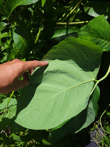 Image of Mucuna pruriens by (c) 曾昱承 Yu-Cheng Zeng, some rights reserved (CC BY)