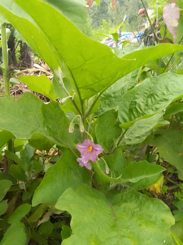 Image of Solanum melongena by (c) Maya Lodhiyal, some rights reserved (CC BY)