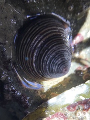 Calliostoma