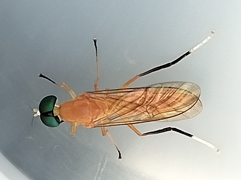 Ptecticus mexicanus
