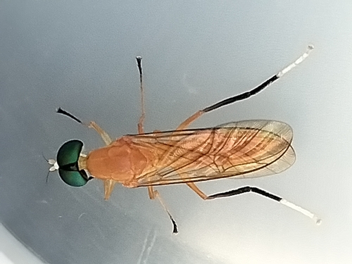 Ptecticus mexicanus
