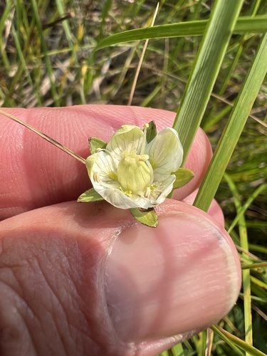 marsh grass-of-Parnassus