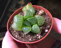 Haworthia