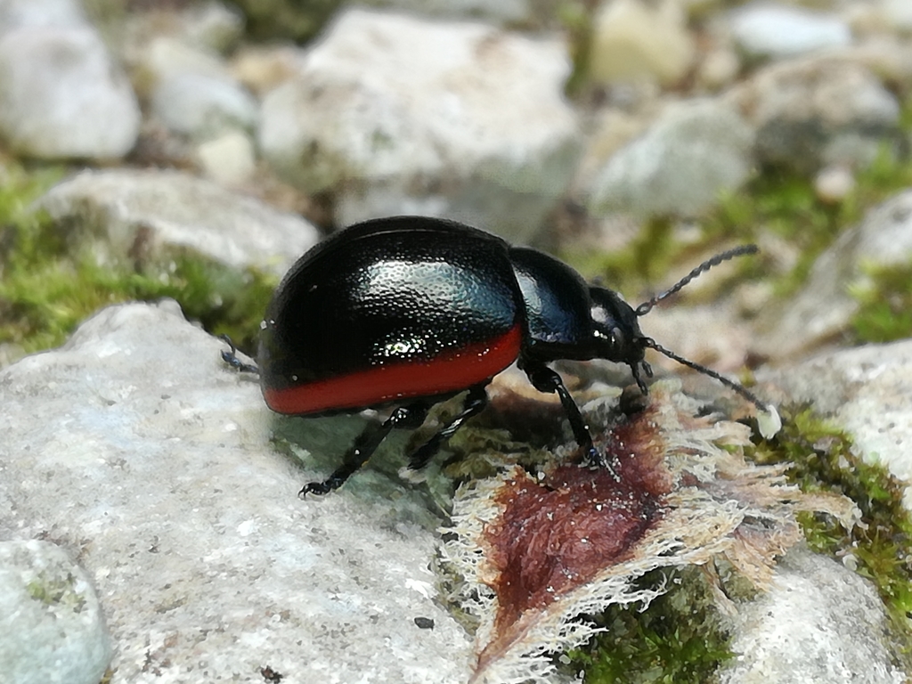 Threnosoma