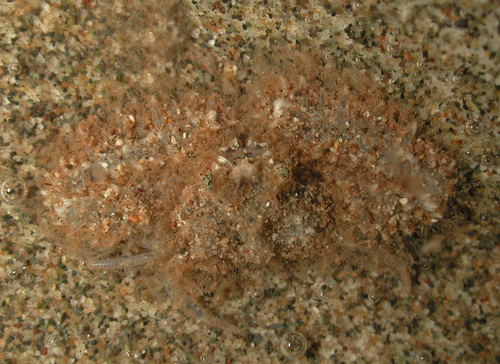 Aulacolambrus, 2003-04-14