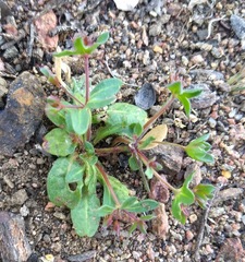 Sidotheca emarginata