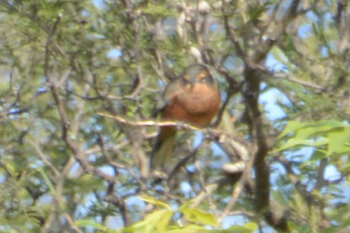 Cinnamon Warbling Finch (Poospiza ornata), photo 5