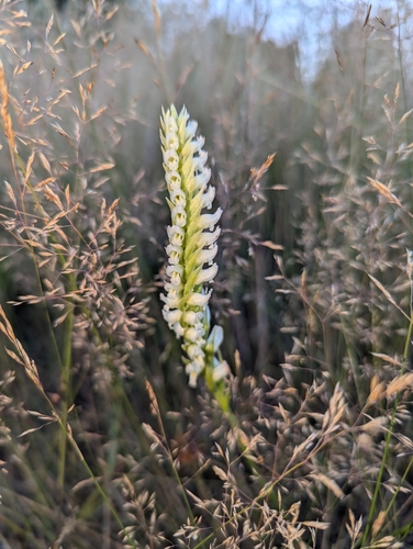 Hooded lady's tresses (Spiranthes romanzoffiana)