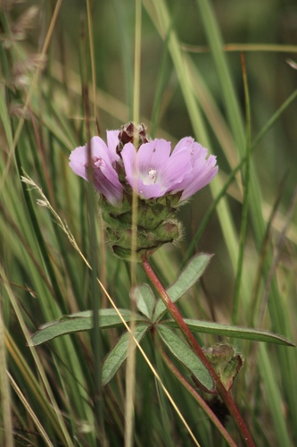Pt. Reyes Checkerbloom
