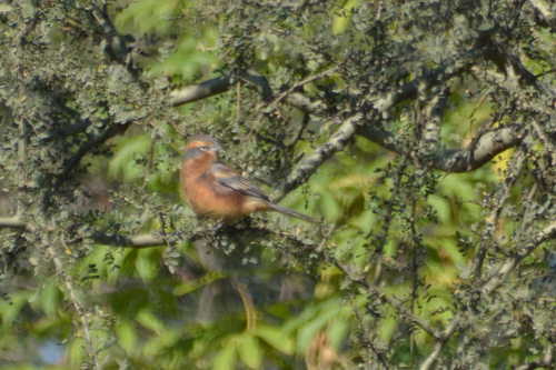 Cinnamon Warbling Finch (Poospiza ornata), photo 9