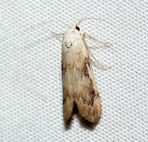 Aphomia fulminalis