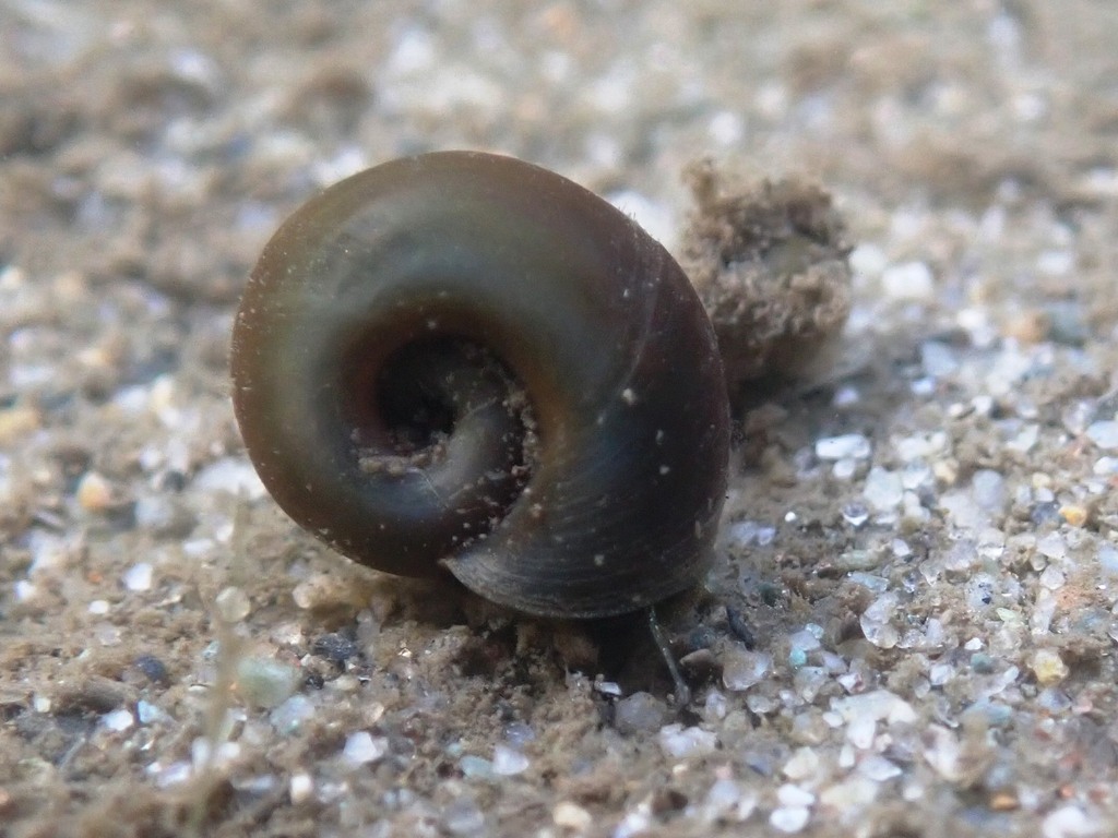 Indoplanorbis exustus