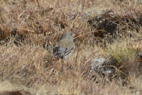 Plain-colored Seedeater (Catamenia inornata), photo 10