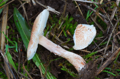 Lepiota subincarnata image