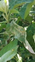 Podosphaera leucotricha