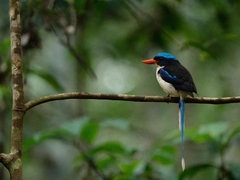 Little Paradise-Kingfisher photo 1