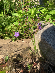 Campanula patula