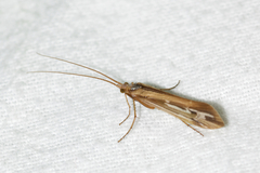 Limnephilus ornatus