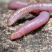 King's Worm Lizard - Photo (c) Tomás Carranza Perales, some rights reserved (CC BY), uploaded by Tomás Carranza Perales