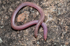 King's Worm Lizard photo 2