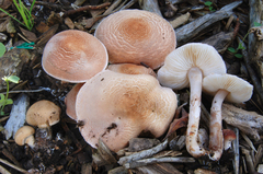 Lepiota subincarnata image