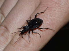 Cychrus caraboides