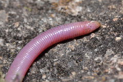 King's Worm Lizard photo 3