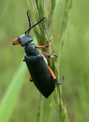 Pomphopoea