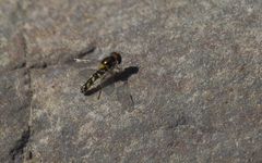 Allograpta hortensis