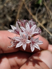 Allium lacunosum