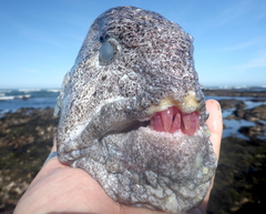 Anarrhichthys ocellatus