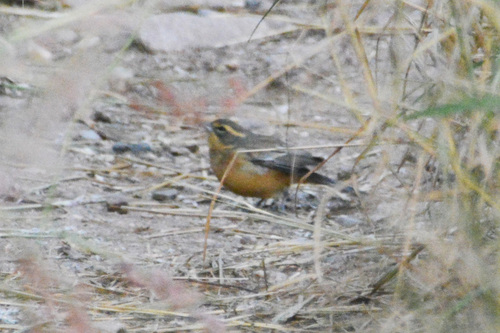 Cinnamon Warbling Finch (Poospiza ornata), photo 6